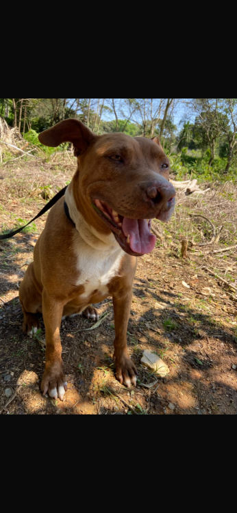 jasmine-uma-pit-acucarada-adocao-doacao-cachorro-gato-0
