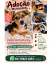filhote-procura-um-lar-small-0