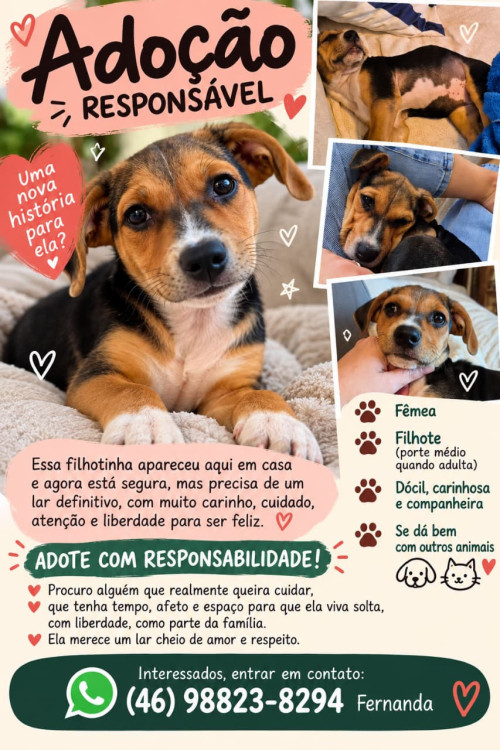 filhote-procura-um-lar-adocao-doacao-cachorro-gato-0