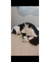 adocao-responsavel-gato-macho-castrado-small-3