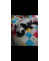 adocao-responsavel-gato-macho-castrado-small-2