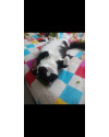 adocao-responsavel-gato-macho-castrado-small-1