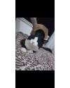 adocao-responsavel-gato-macho-castrado-small-0