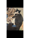 adocao-responsavel-gato-macho-castrado-small-4