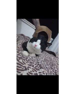Adoção responsável - Gato macho castrado