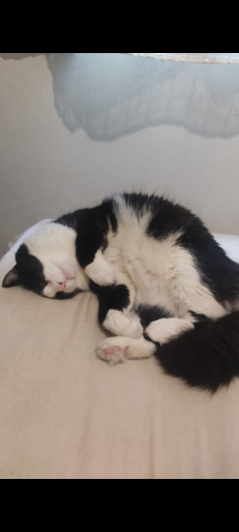 adocao-responsavel-gato-macho-castrado-adocao-doacao-cachorro-gato-3