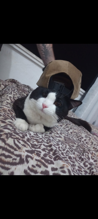 adocao-responsavel-gato-macho-castrado-adocao-doacao-cachorro-gato-0