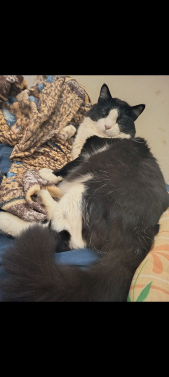adocao-responsavel-gato-macho-castrado-adocao-doacao-cachorro-gato-4