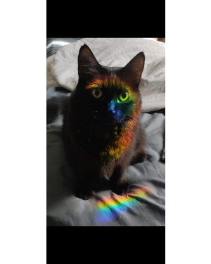 Adoção responsável - gata fêmea castrada