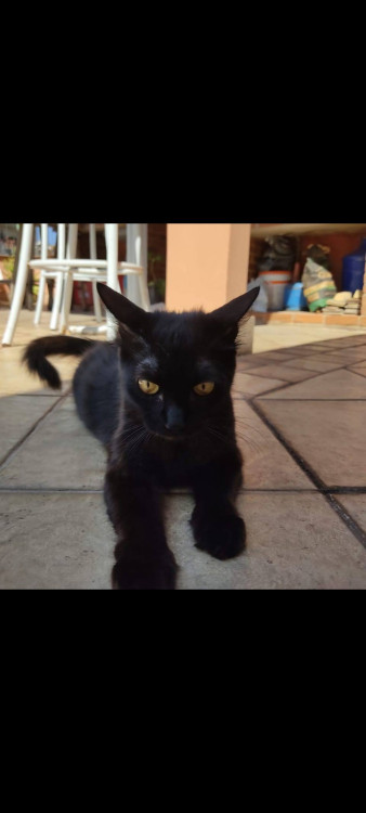 adocao-responsavel-gata-femea-castrada-adocao-doacao-cachorro-gato-3