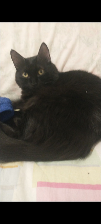 adocao-responsavel-gata-femea-castrada-adocao-doacao-cachorro-gato-1