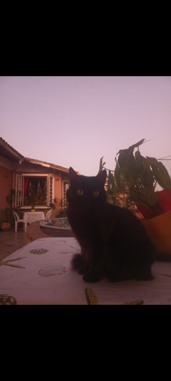 adocao-responsavel-gata-femea-castrada-adocao-doacao-cachorro-gato-2
