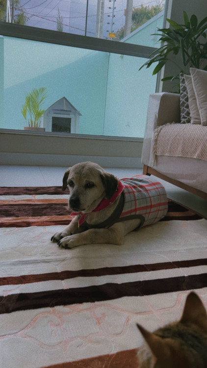 coracao-nao-tem-idade-adocao-doacao-cachorro-gato-0