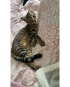 fofura-gatinha-procura-um-lar-small-1