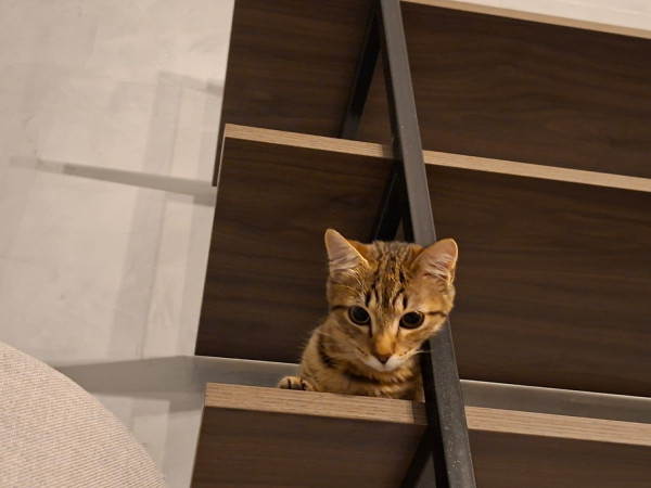 fofura-gatinha-procura-um-lar-adocao-doacao-cachorro-gato-0
