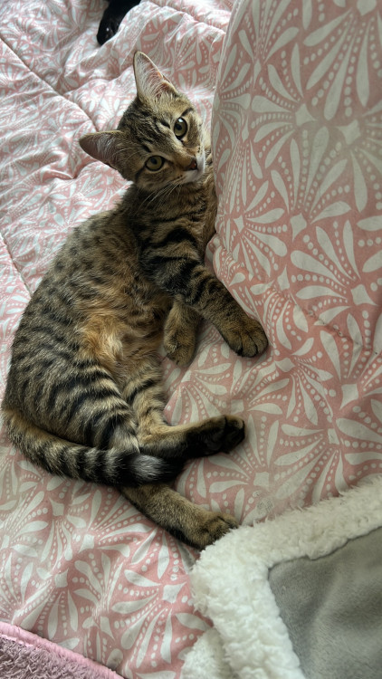 fofura-gatinha-procura-um-lar-adocao-doacao-cachorro-gato-1
