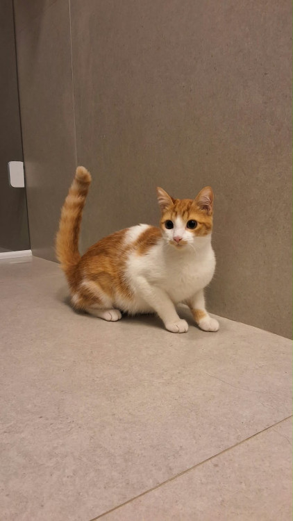 preciso-de-um-lar-adocao-doacao-cachorro-gato-1