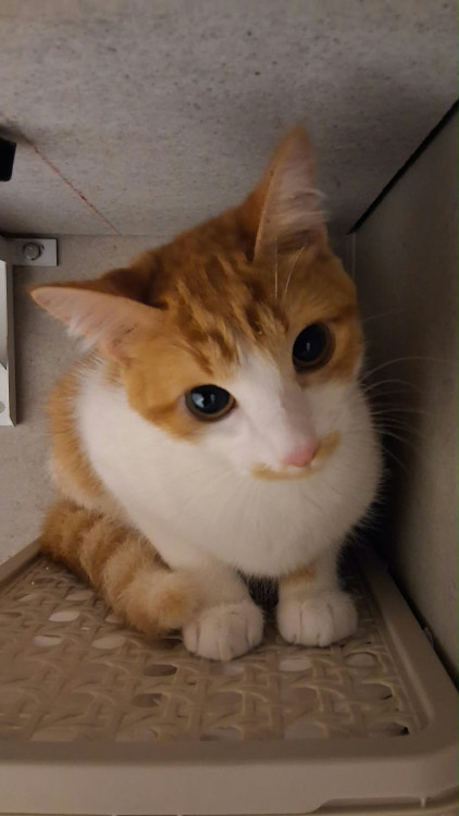 preciso-de-um-lar-adocao-doacao-cachorro-gato-0