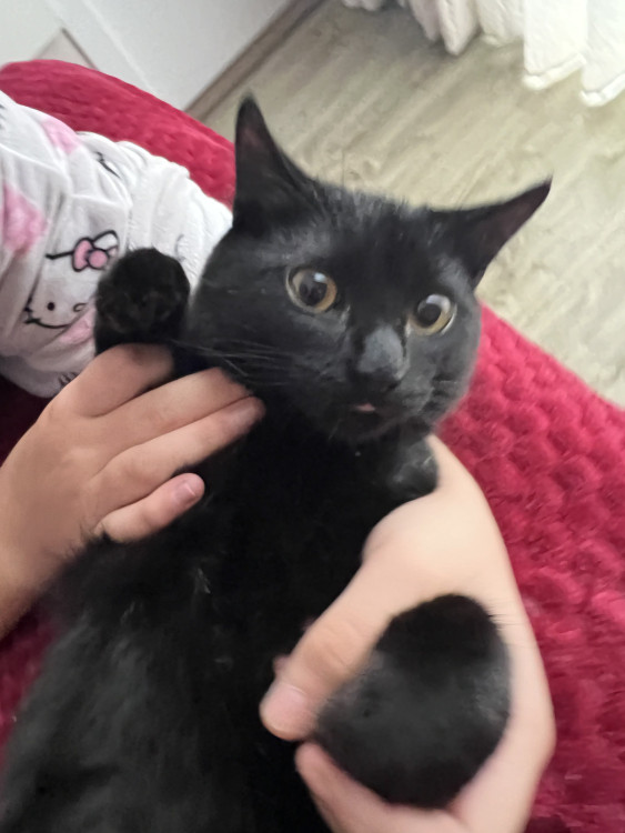 procuro-um-lar-cheio-de-amor-adocao-doacao-cachorro-gato-0