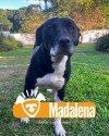 madalena-procura-um-lar-small-0