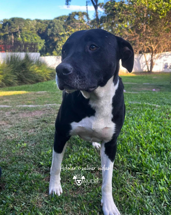 madalena-procura-um-lar-adocao-doacao-cachorro-gato-1