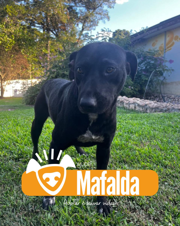 mafalda-procura-um-lar-adocao-doacao-cachorro-gato-0