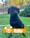 malibu-procura-um-lar-small-0