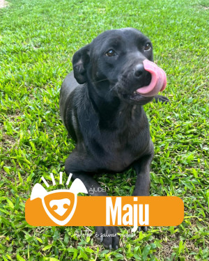 MAJU PROCURA UM LAR!