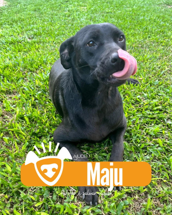 maju-procura-um-lar-adocao-doacao-cachorro-gato-0