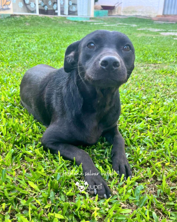 maju-procura-um-lar-adocao-doacao-cachorro-gato-2