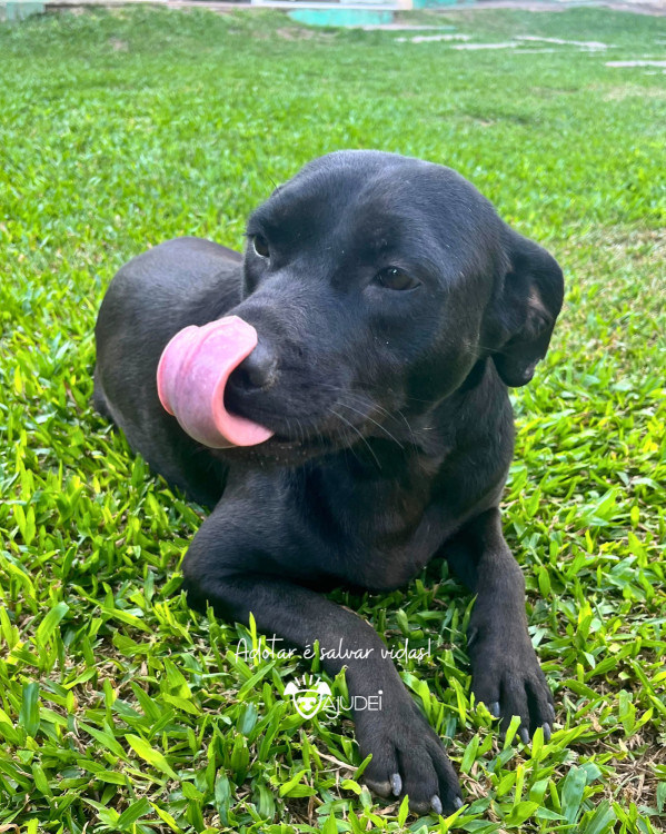 maju-procura-um-lar-adocao-doacao-cachorro-gato-1