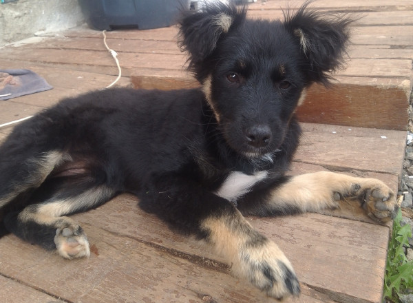 femea-precisando-de-um-lar-adocao-doacao-cachorro-gato-0