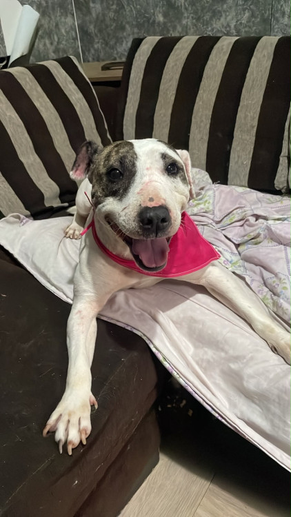 adote-a-princesa-adocao-doacao-cachorro-gato-0