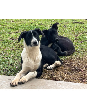 Doação de dois irmãos ( macho e Femea)