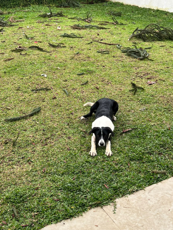 doacao-de-dois-irmaos-macho-e-femea-adocao-doacao-cachorro-gato-3
