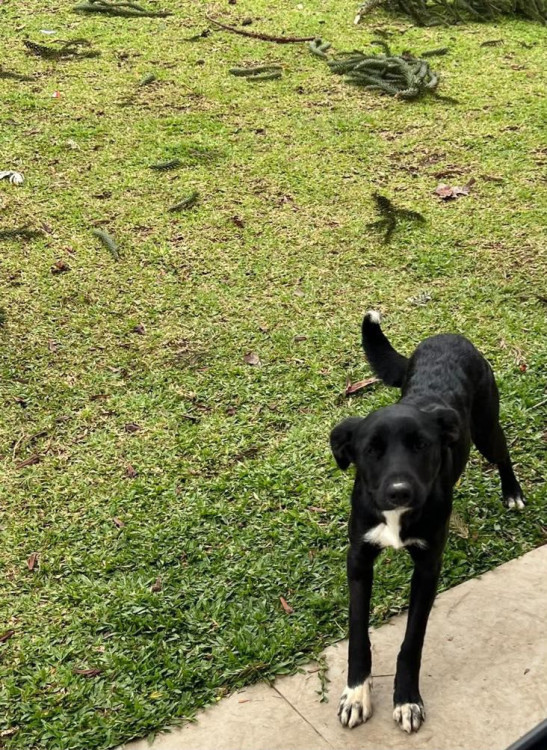 doacao-de-dois-irmaos-macho-e-femea-adocao-doacao-cachorro-gato-1