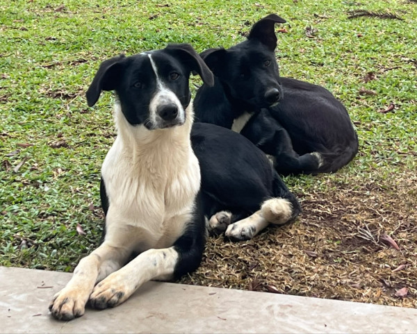 doacao-de-dois-irmaos-macho-e-femea-adocao-doacao-cachorro-gato-0