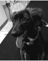 adote-a-luna-small-0