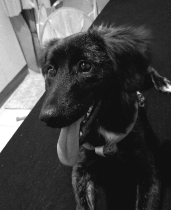 adote-a-luna-adocao-doacao-cachorro-gato-0