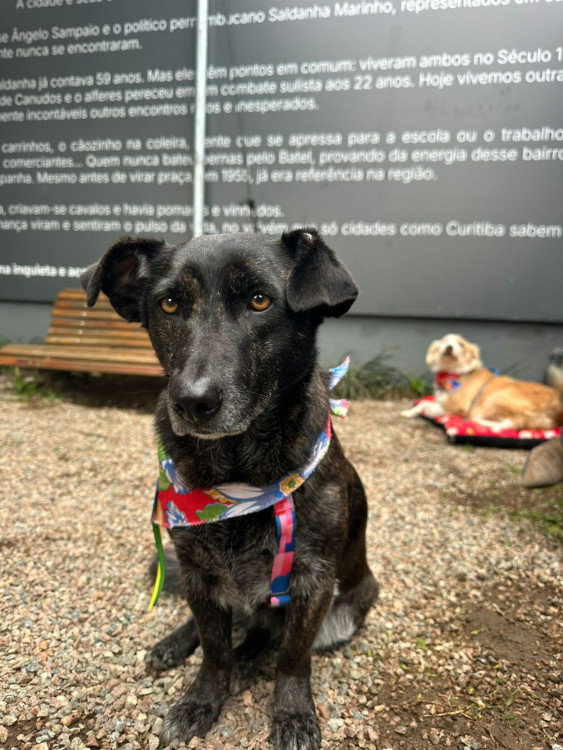 tigresa-adocao-doacao-cachorro-gato-0