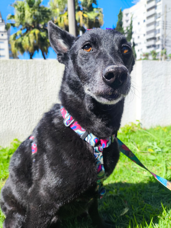 pretinha-adocao-doacao-cachorro-gato-0