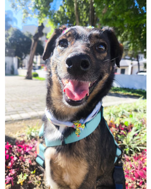Frida