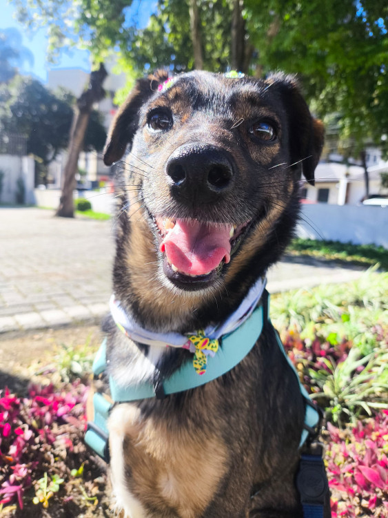 frida-adocao-doacao-cachorro-gato-0