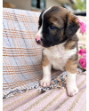 bacco-um-milagre-small-1