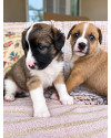 bacco-um-milagre-small-3