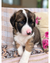 bacco-um-milagre-small-2