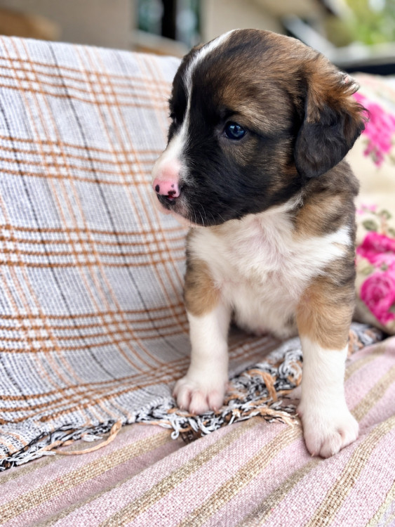 bacco-um-milagre-adocao-doacao-cachorro-gato-1