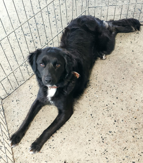 preta-adocao-doacao-cachorro-gato-1