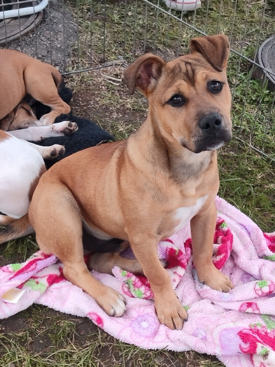 caramelo-adocao-doacao-cachorro-gato-1