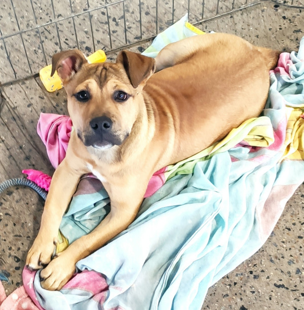caramelo-adocao-doacao-cachorro-gato-3